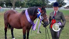 Danielle Twitchen's veteran driving pony turns his hoof to in-hand showing