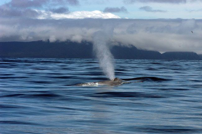 What S The World S Largest Whale Largest Whale Live Science