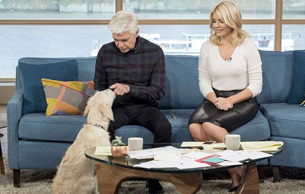 Phillip Schofield and Holly Willoughby on Luna the trainee guide dog: ‘Someone’s going to be very lucky to have Luna’