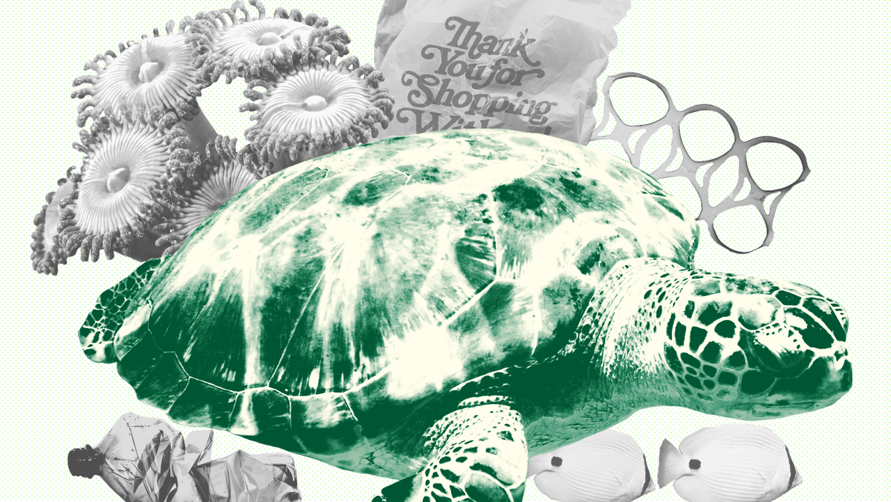 Sea turtle, Tortoise, Turtle, Green sea turtle, Kemp&#039;s ridley sea turtle, Reptile, Olive ridley sea turtle, Illustration, Drawing, Sketch, 