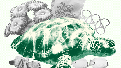 Sea turtle, Tortoise, Turtle, Green sea turtle, Kemp's ridley sea turtle, Reptile, Olive ridley sea turtle, Illustration, Drawing, Sketch, 