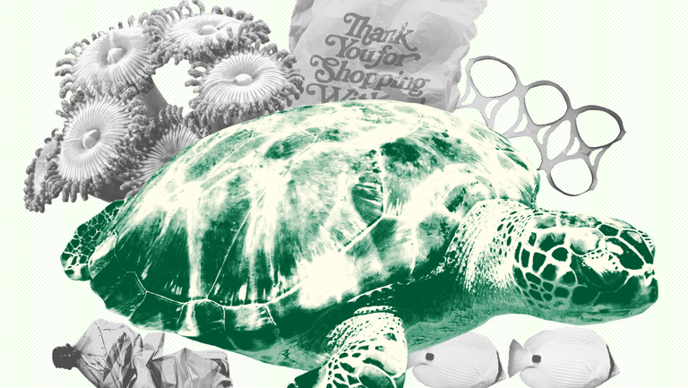 Sea turtle, Tortoise, Turtle, Green sea turtle, Kemp's ridley sea turtle, Reptile, Olive ridley sea turtle, Illustration, Drawing, Sketch,
