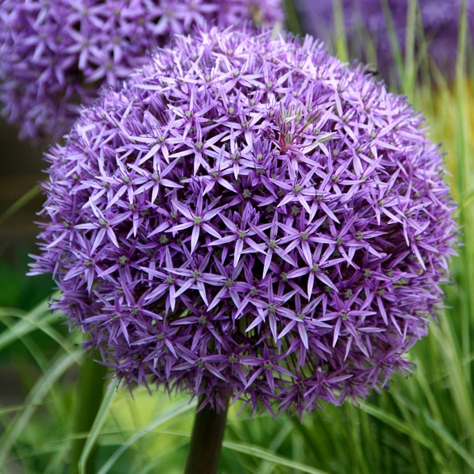 Allium 'globemaster'