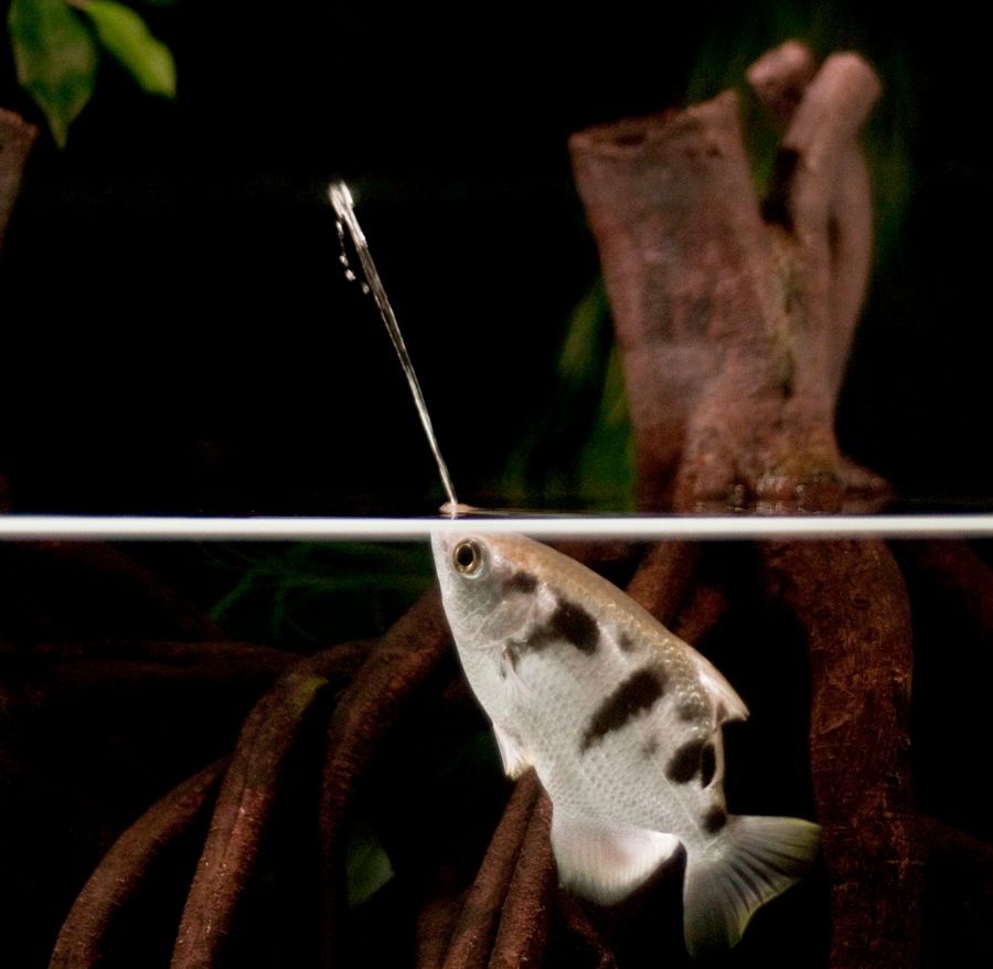 Archerfish target their prey with jets of water.