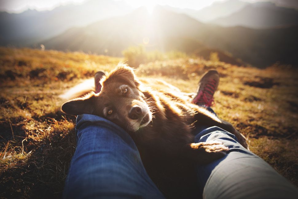 'Rescue Dogs and Dog Charities' category winner: Anne Geier, Austria