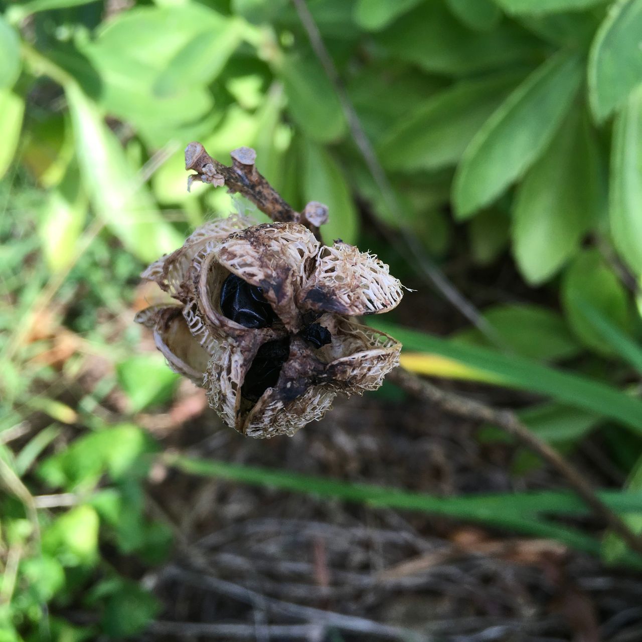 Close Up Of Daylily Seed