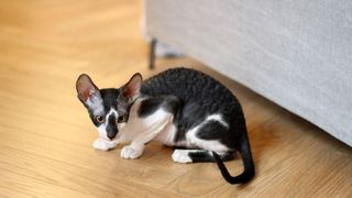 Cornish rex cat