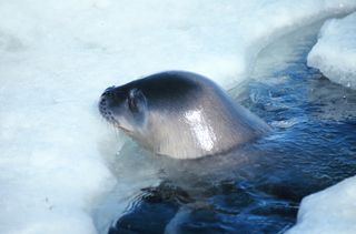 Antarctic seal