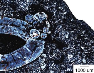 A thin slice of the gorgonopsid lower jaw, taken near the top of the canine root. The small cluster of circles that resemble tiny teeth is where the tumor developed.