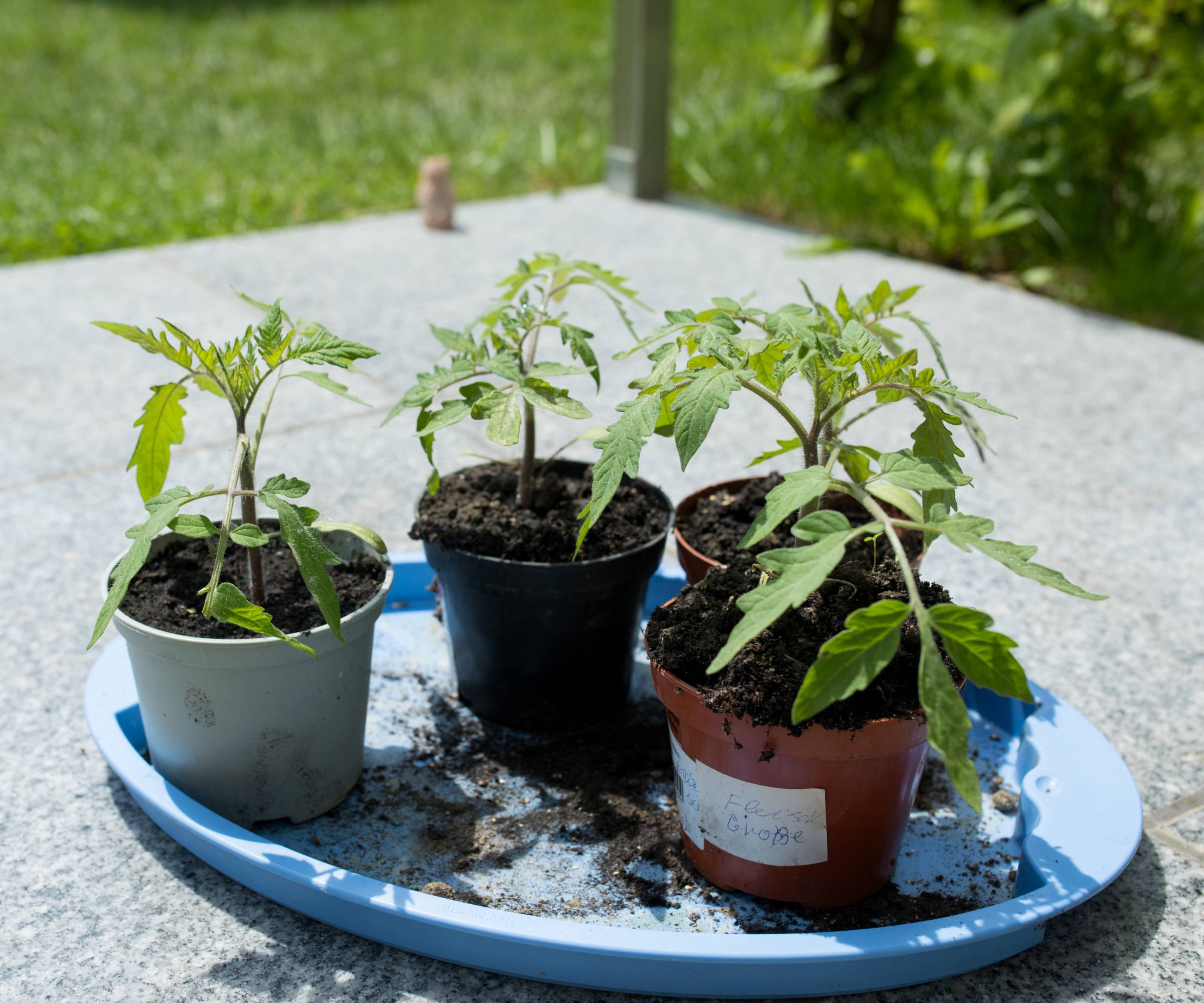 Four tomato seedlings being hardened off outdoors