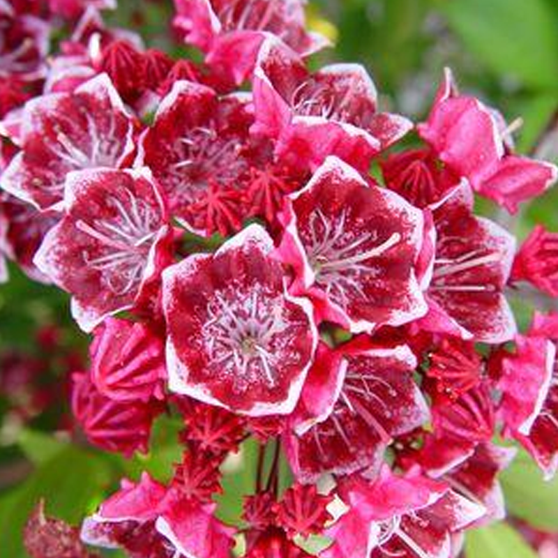 Kaleidoscope Mountain Laurel