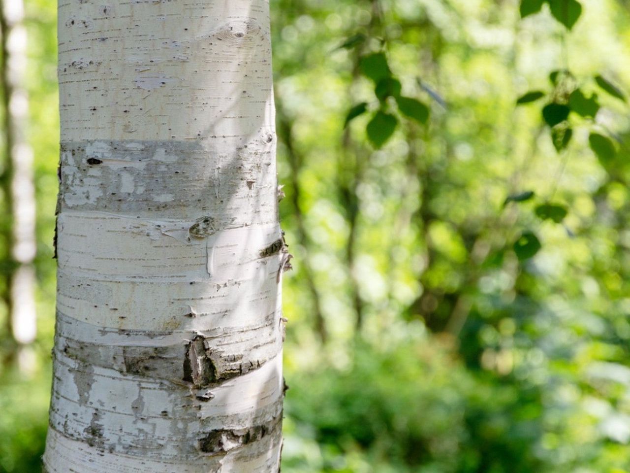 Peeling Birch Bark