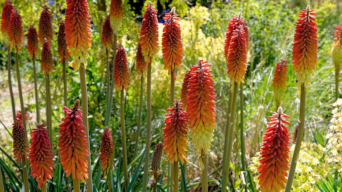 How To Prune Red Hot Pokers: Expert Tips 