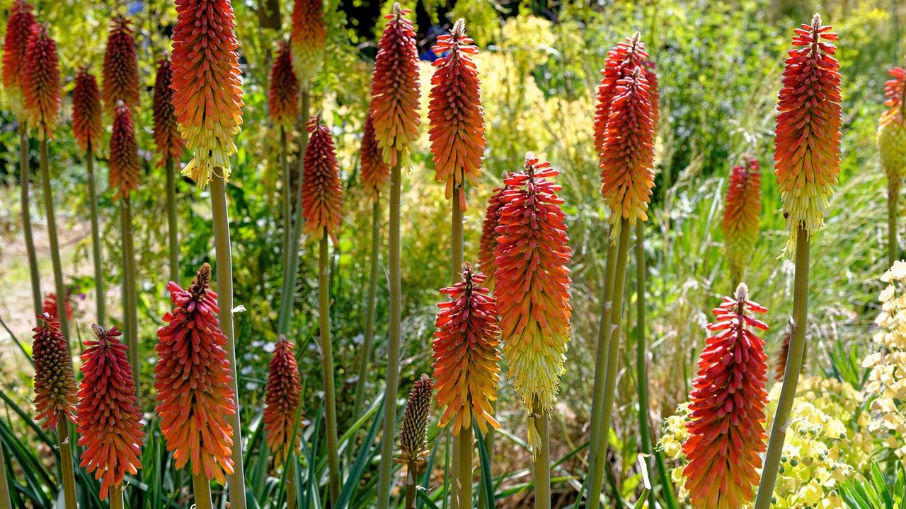 red hot pokers in garden