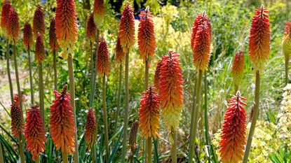 red hot pokers in garden