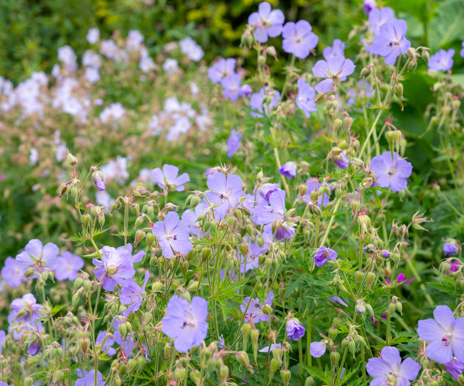 cranesbills Geranium Pratense blooming in summer garden