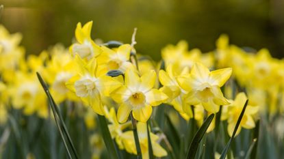 The yellow and white blooms of Narcissus &#039;Pipit&#039; in a spring garden