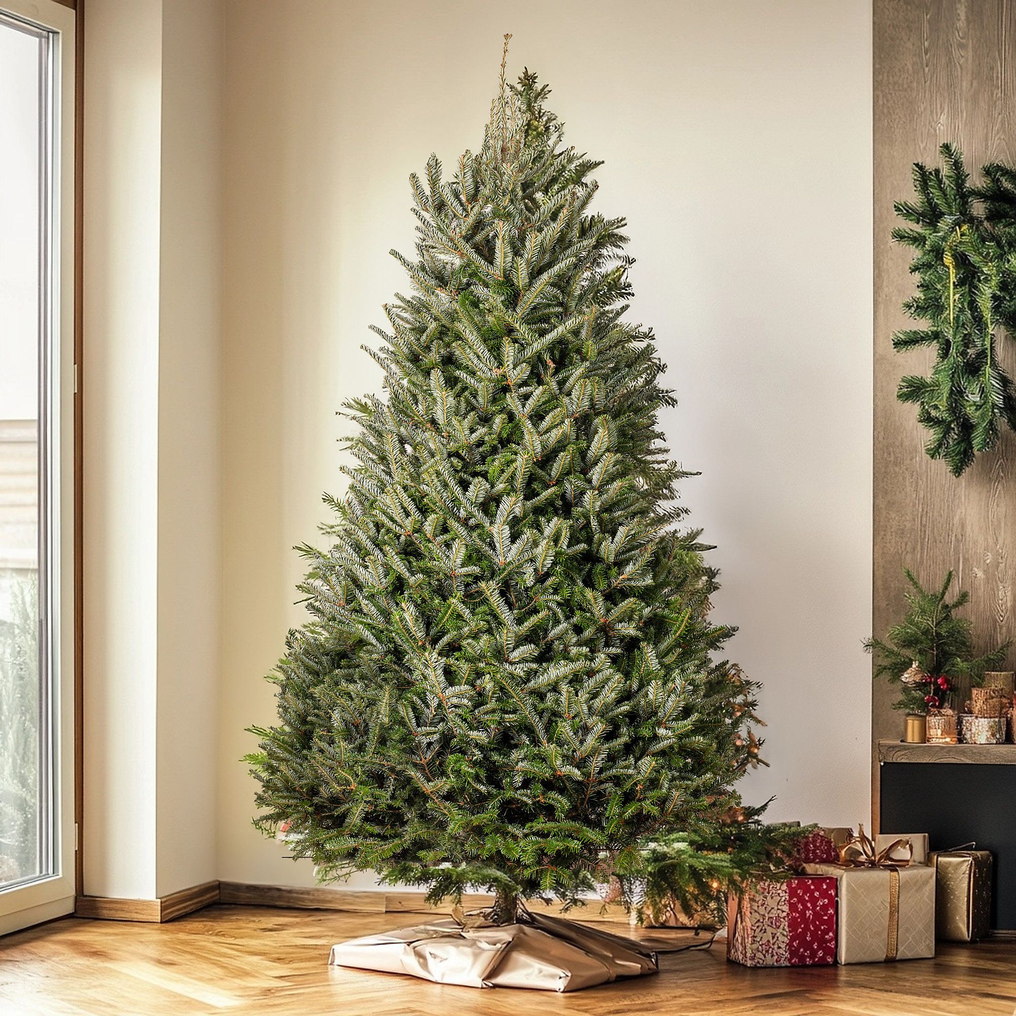 6ft Fresh Cut Fraser Fir Christmas Tree Real Live Fresh Seasonal Xmas Tree 6ft, 180cm