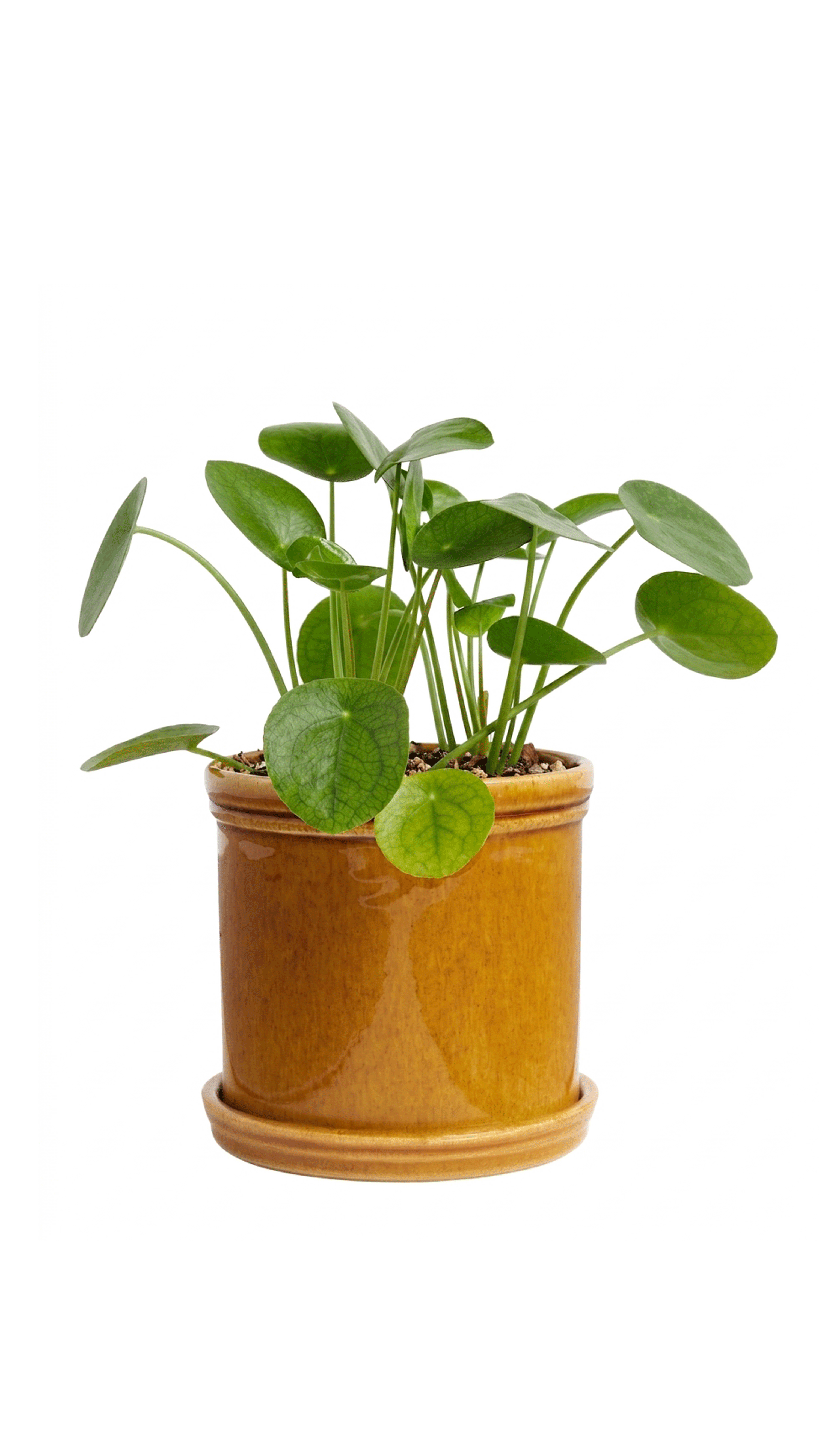 Classic Glazed Stoneware Planter, 15cm, Honey