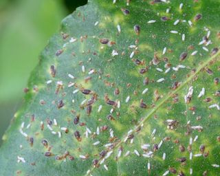 Scale insects, Unaspis euonymii, on a euonymus leaf