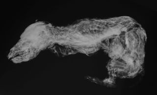 An x-ray image of the ancient wolf pup.