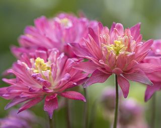 Pink columbine flowers