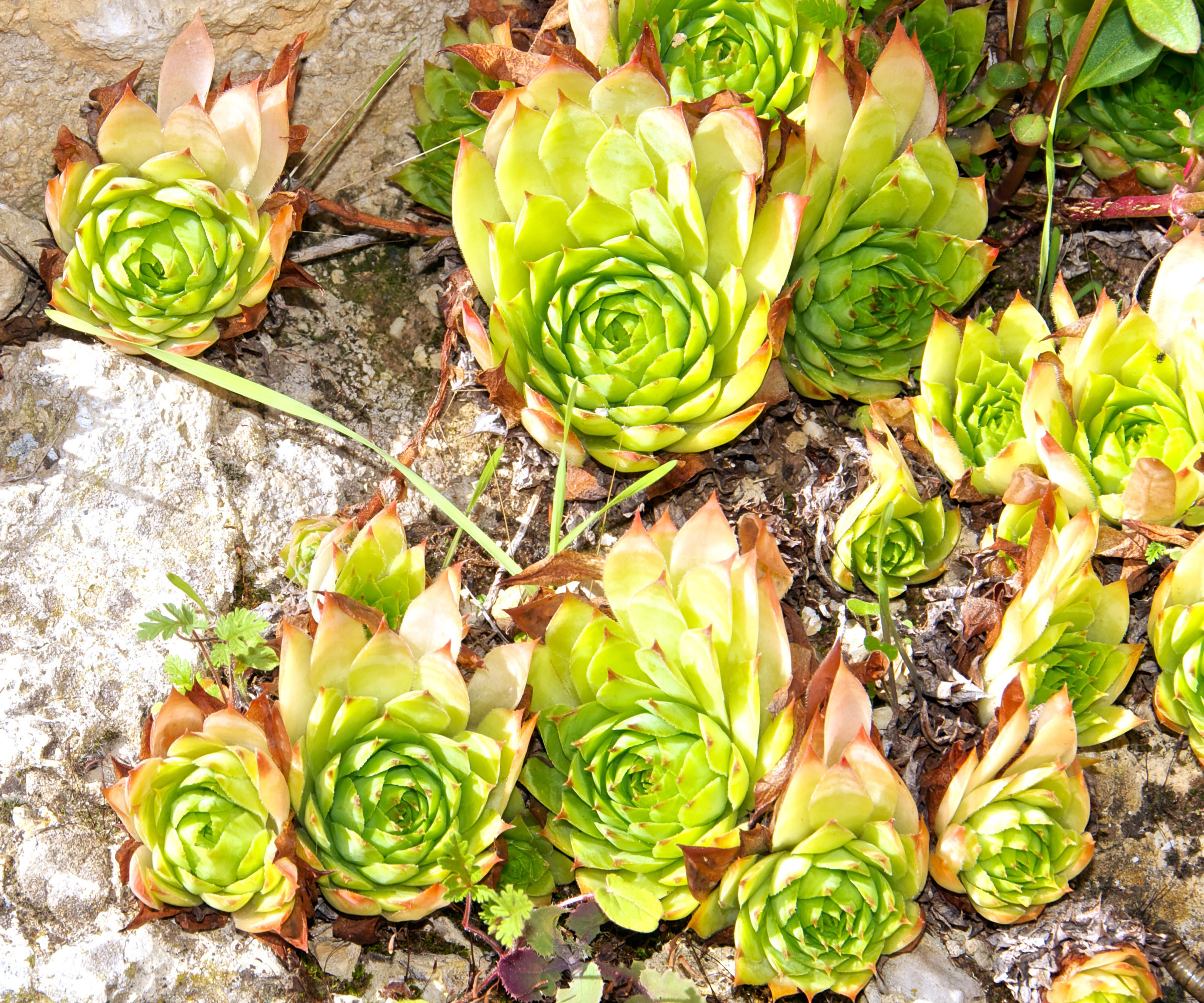 hens and chicks growing in rock garden