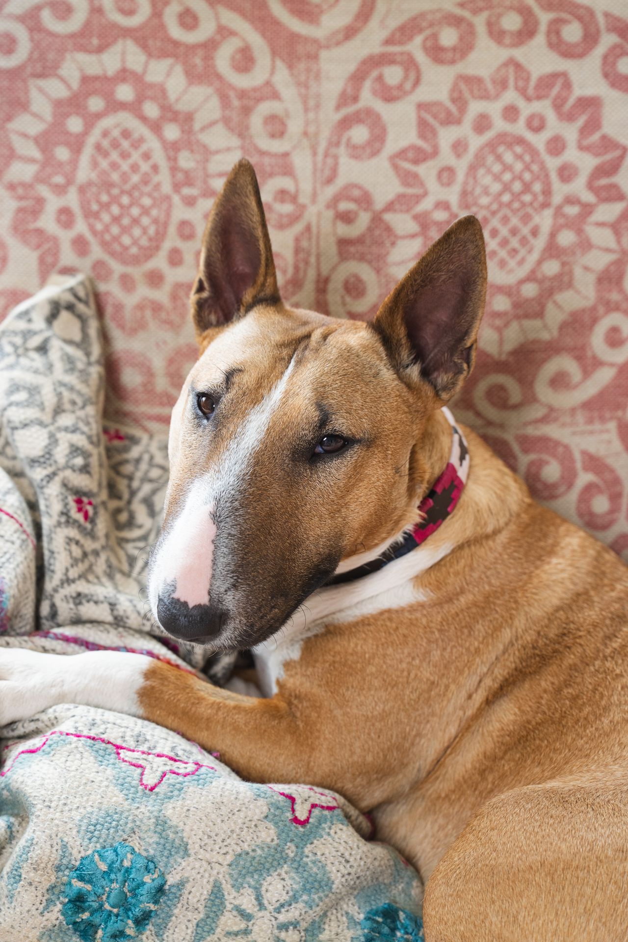 An English bull terrier called Peggy
