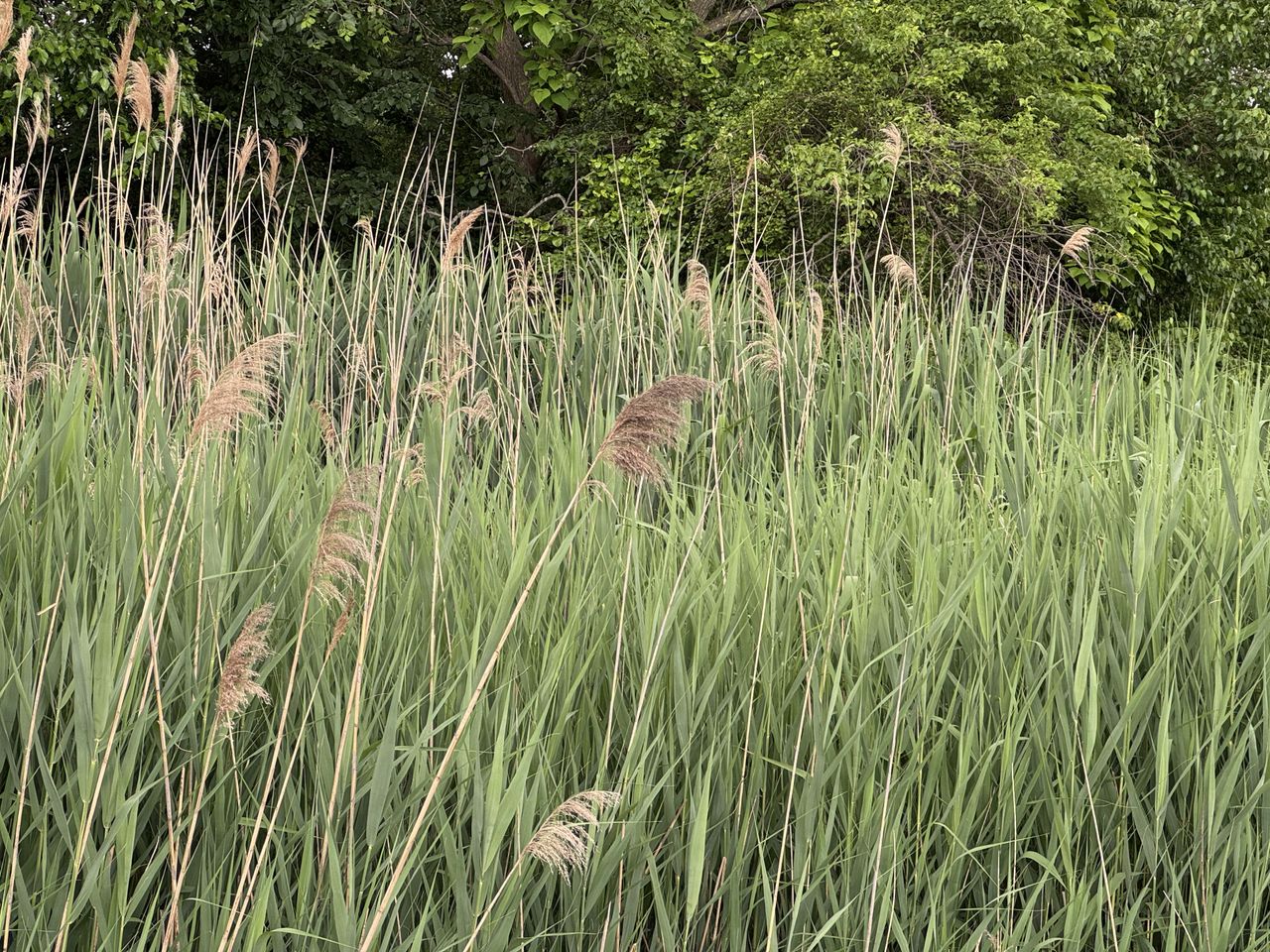 Apple iPhone 15 Pro zoom sample.