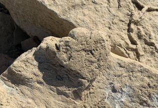 A 5.7 centimeter-long stegosaur track found in Xinjiang, China.