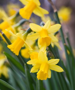 Dwarf daffodils, or Narcissus, come in many shapes and colours