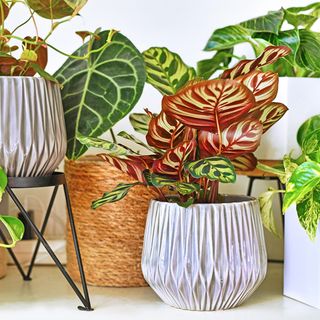 Selection of houseplants in pots