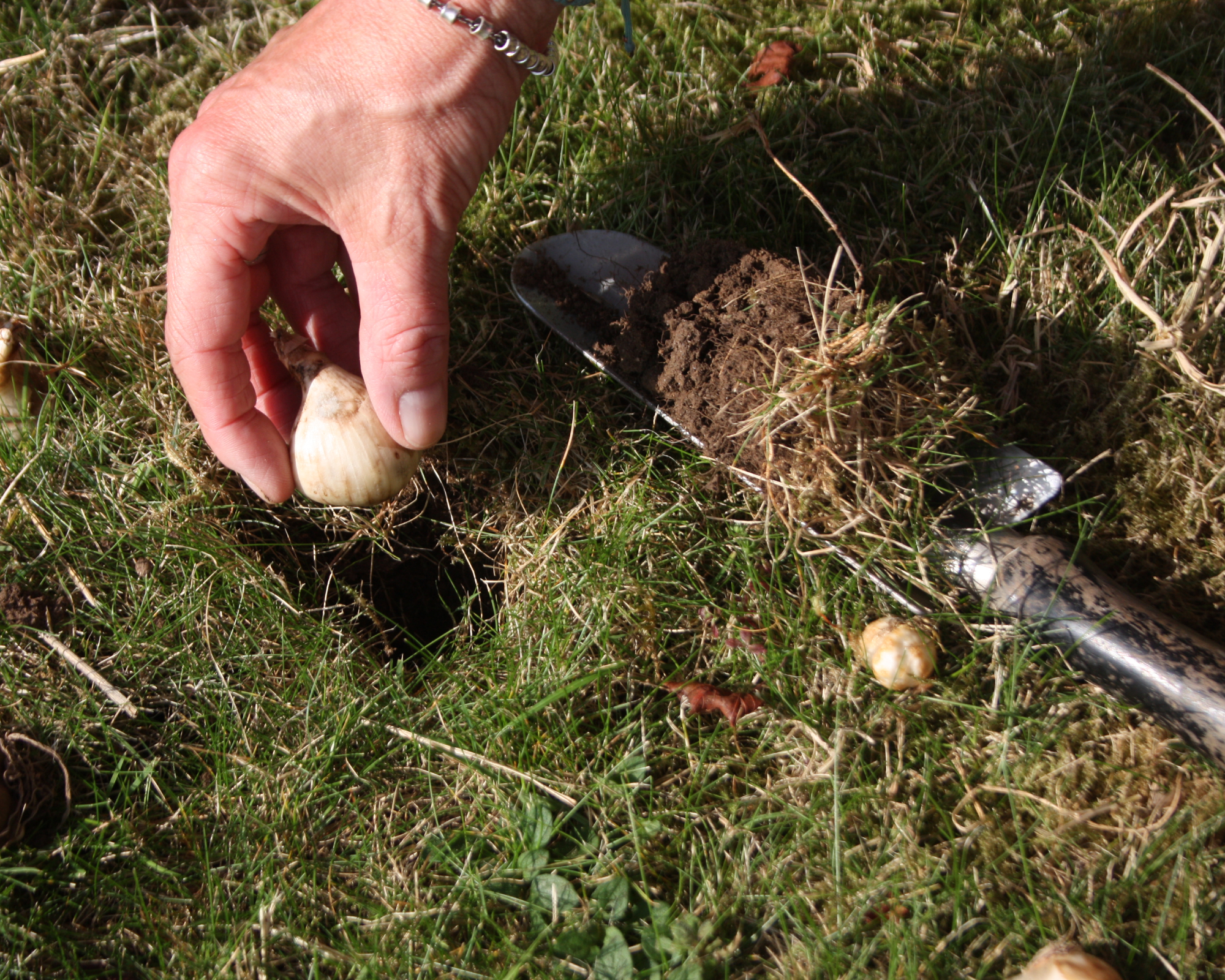 planting bulbs in a lawn