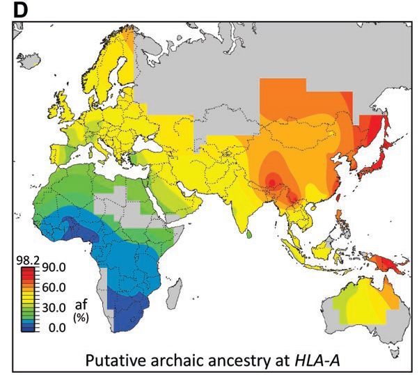 map showing the global distribution of HLA immunity genes