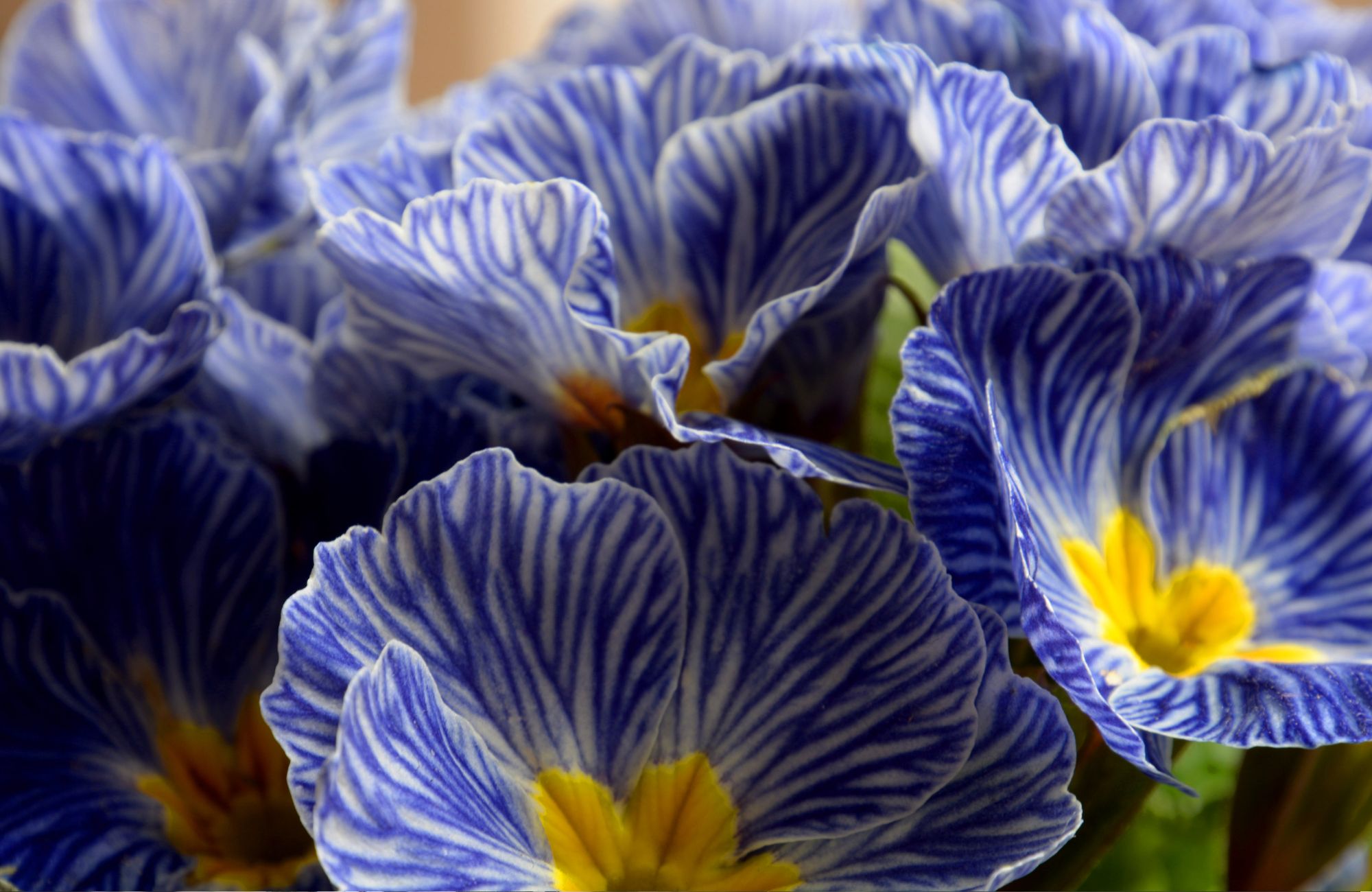Beautiful primula zebra blue in bloom 