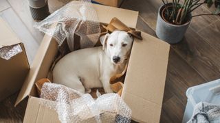 Dog lying in box