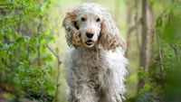 White Cocker Spaniel