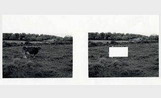 Cow in field, by Jan Groover