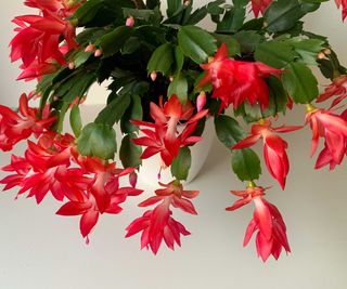 Thanksgiving cactus with red flowers