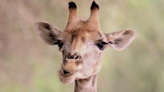 A giraffe chews in Mammals.