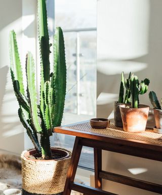 Cacti in the sun