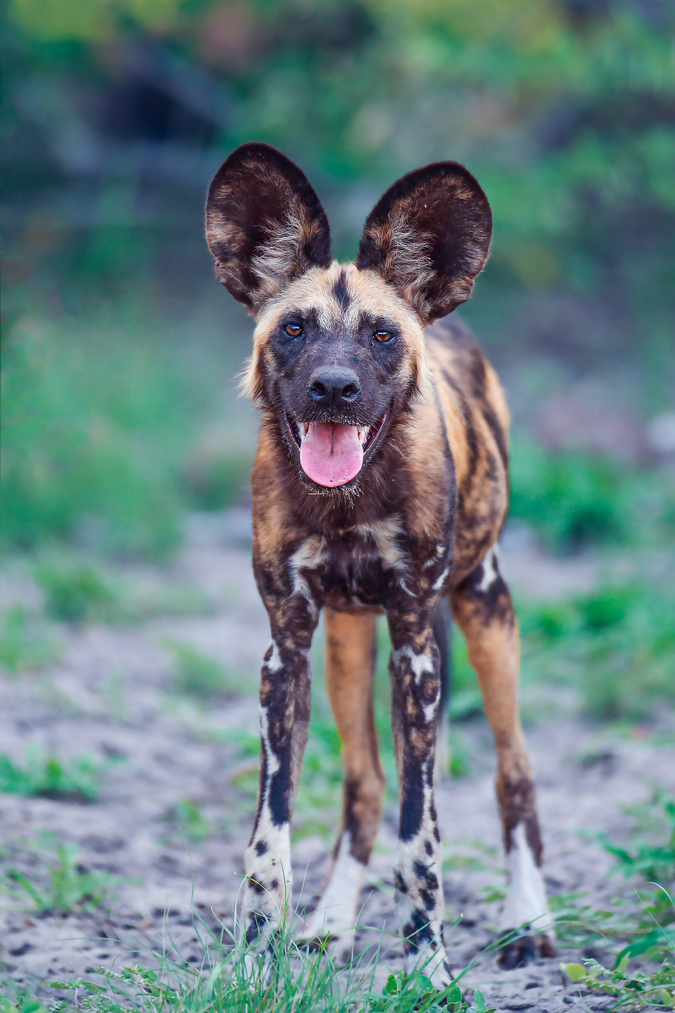 remembering african wild dogs image 9