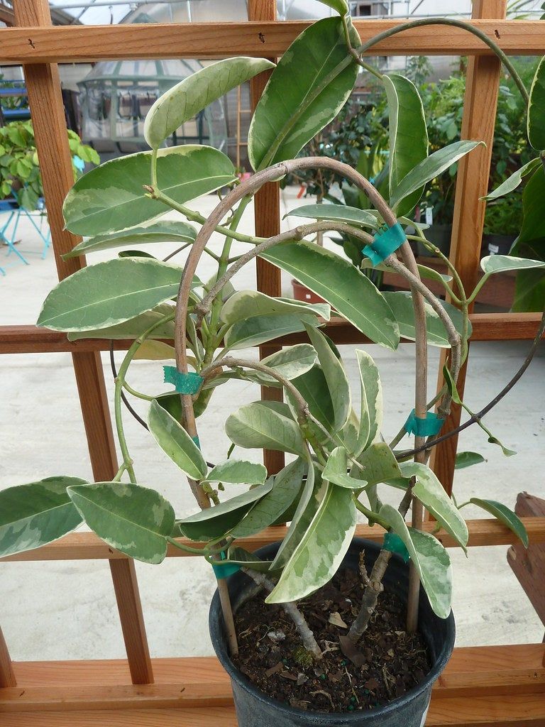 Potted Plant With Wooden Trellis