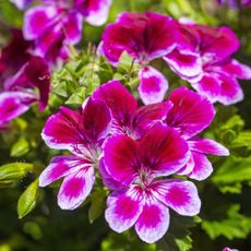 Pink Royal pelargonium or geranium flowers