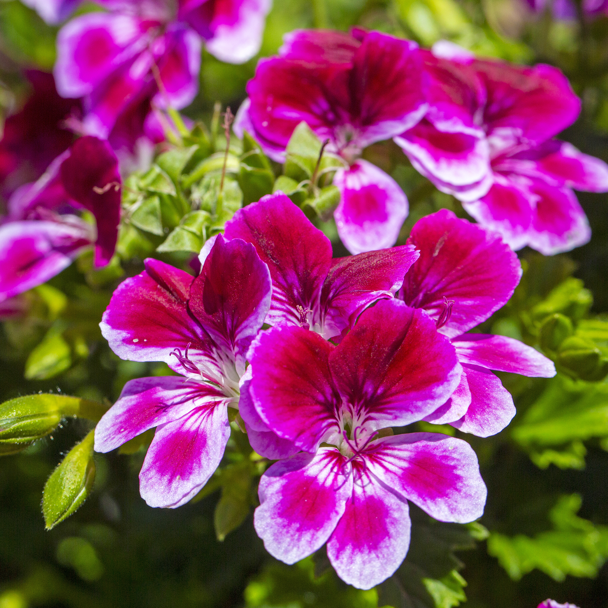 Pink Royal pelargonium or geranium flowers
