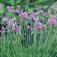 Browse Tulbaghia violacea, £6.99 at Amazon