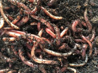 Directly Above View Of Earthworms In Dirt