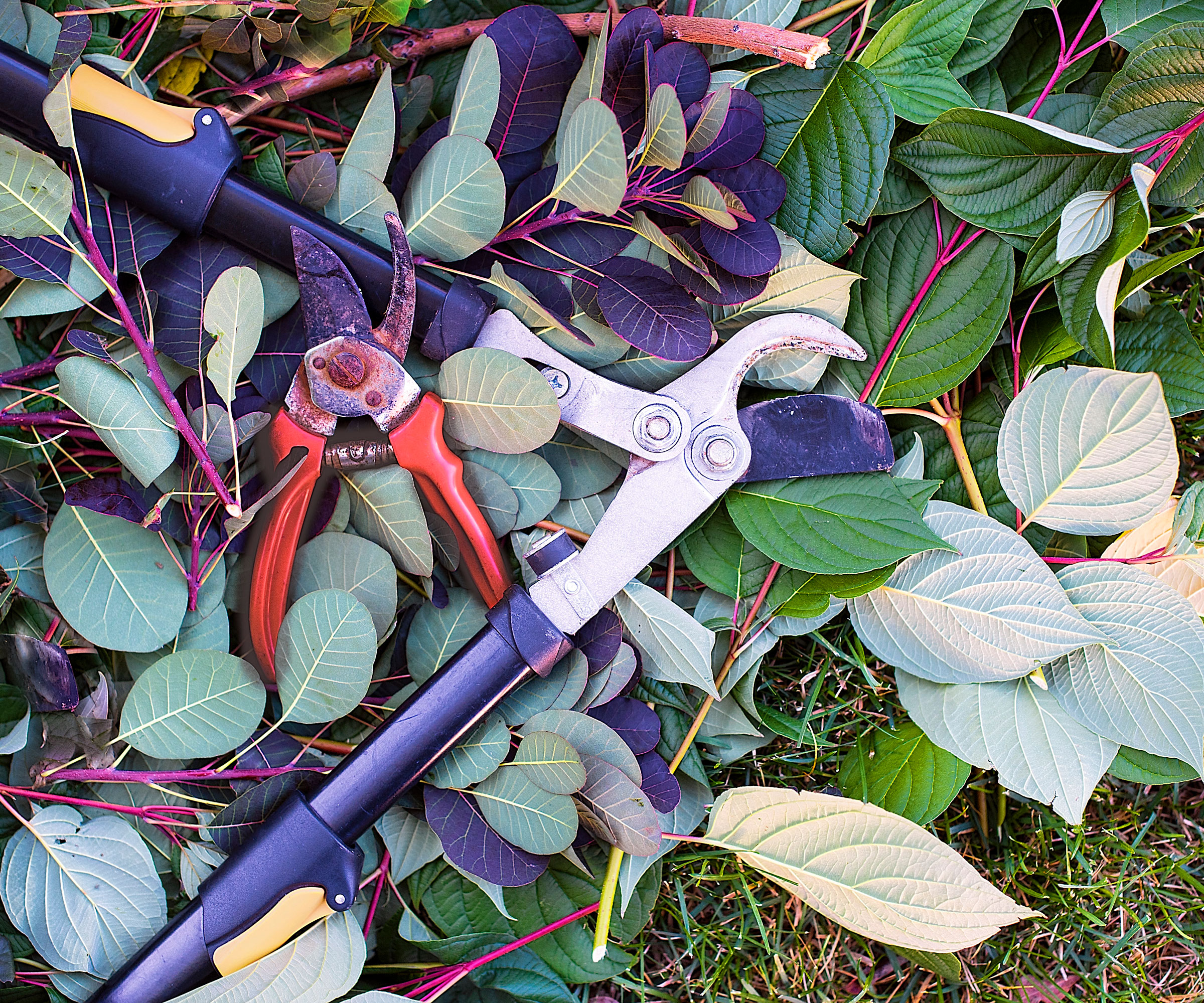 smoke bush and dogwood prunings on grass with blue loppers