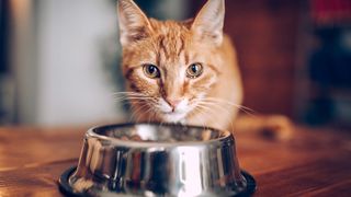 Cat eating out of one of the best cat food bowls