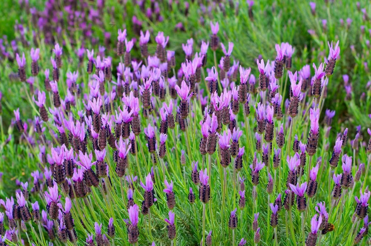 Spanish Lavender Information: Learn About Growing Spanish Lavender ...